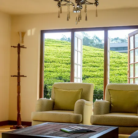 Tea Fields *