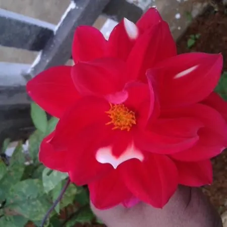 Winter Dream * Nuwara Eliya