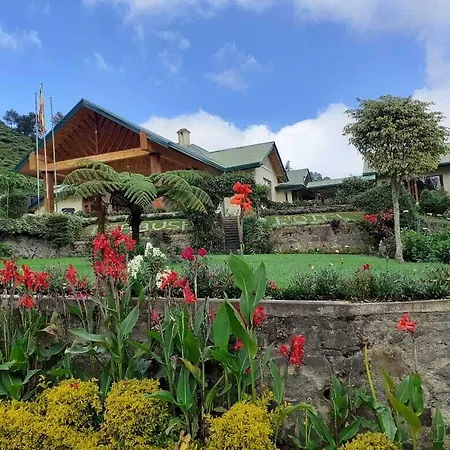Tea Bush Nuwara Eliya