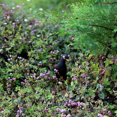 Ferncliff Nuwara Eliya