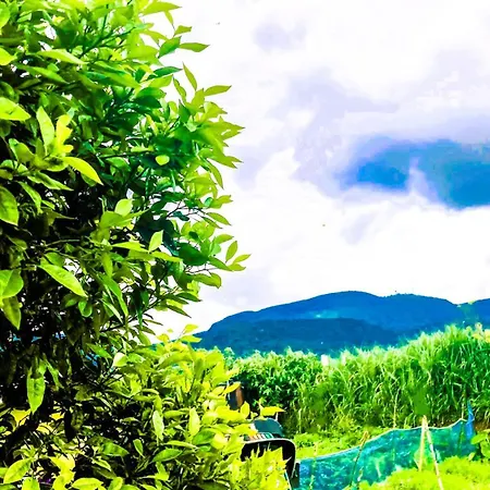 Lotus View