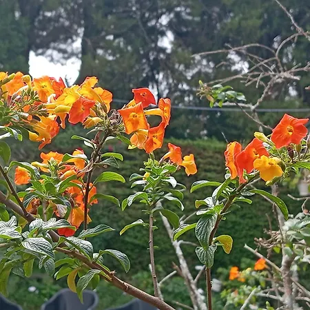 Hostel Lady Maccllum's Stone Nuwareliya Sri Lanka *