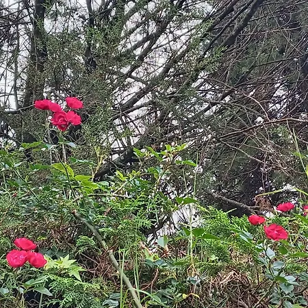 Lady Maccllum's Stone Nuwareliya Sri Lanka Hostel Nuwara Eliya