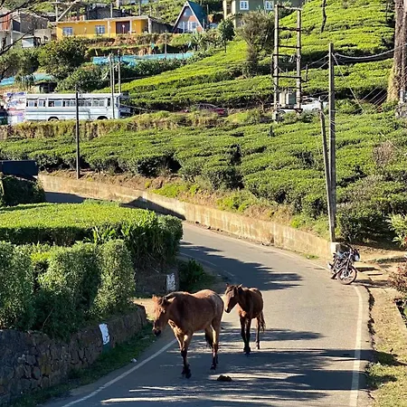 Twinkle Nuwara Eliya