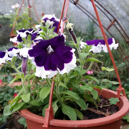 Mangala Flora 3*