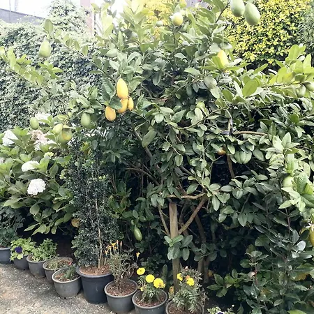 Keshiya * Nuwara Eliya