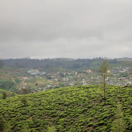 The Mount View Single Tree Nuwara Eliya