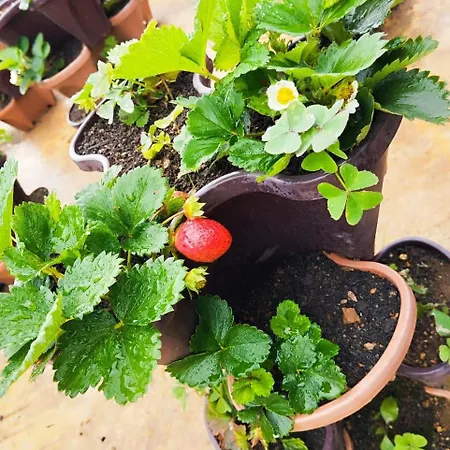 Holiday home Strawberry *