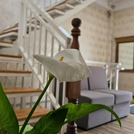 Hotel Bonavista