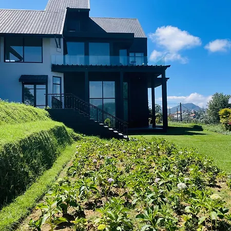 Villa Tea Plant *
