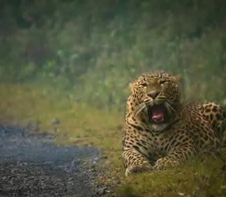 Ambewela Rangers Nuwara Eliya