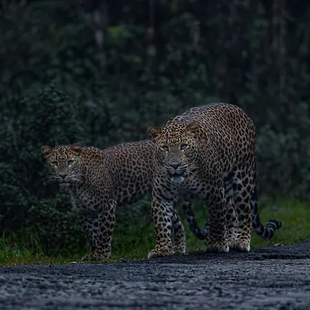 Ambewela Rangers Nuwara Eliya