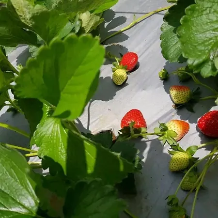 Strawberry Holiday home