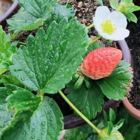 Strawberry *