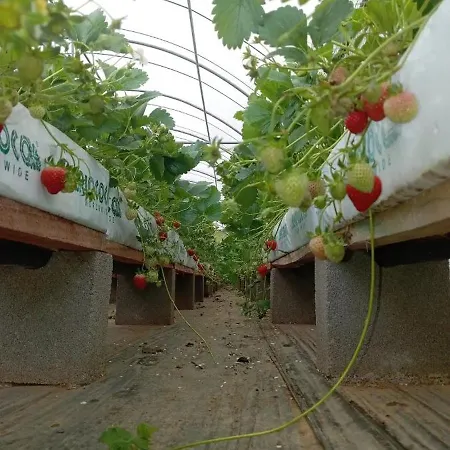 Holiday home Strawberry *