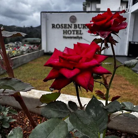 Rosen Burge Nuwaraeliya