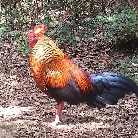 Rs Mountain Nuwara Eliya