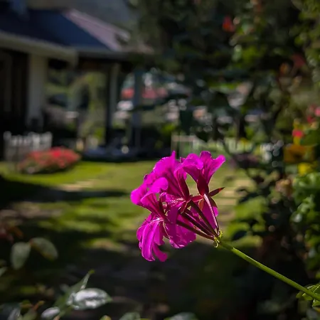 Homestay Royal Wattles Boutique
