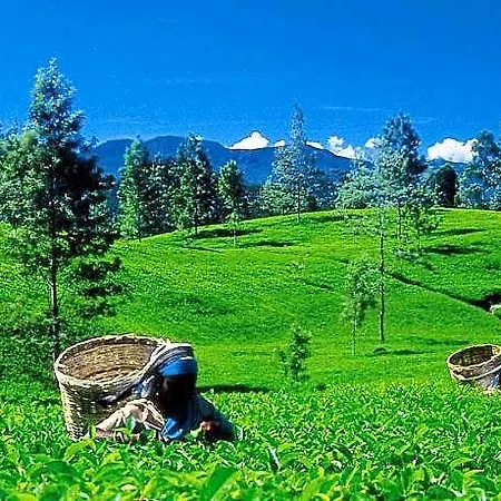 Oak Ray Summer Hill Breeze 3* Nuwara Eliya