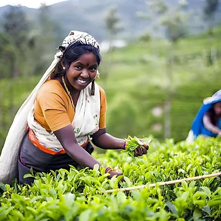 Oak Ray Summer Hill Breeze Nuwara Eliya