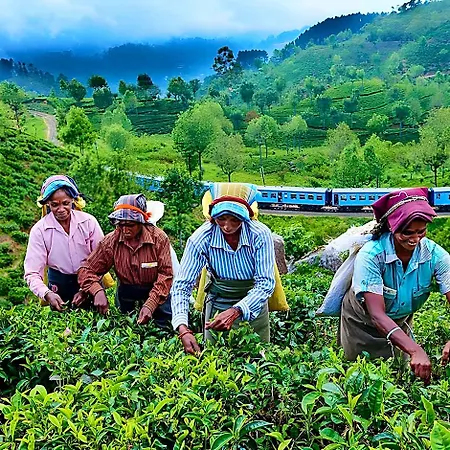 Oak Ray Summer Hill Breeze Nuwara Eliya