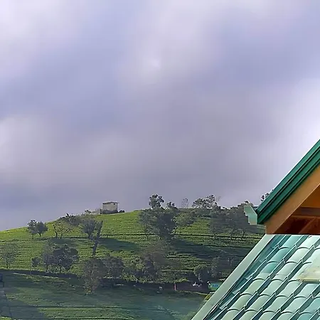 Villa Tea Plant *