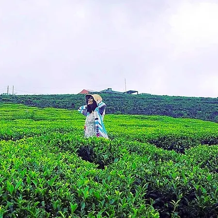 The Tea Garden - Complimentary Breakfast, Near Gregory *