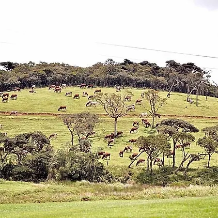 Lodge Forest View Nuwara Eliya