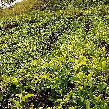 Tranquil Ridge Hilltop 3* Nuwara Eliya