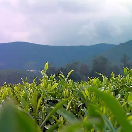 Edelweiss Country