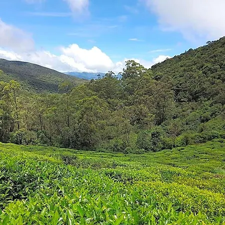 Hotel Tea Mount Forest 3*