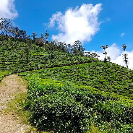 Tea Mount Forest 3* Nuwara Eliya