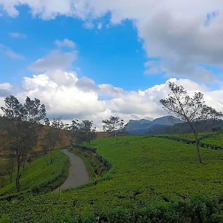 Tea Mount Forest
