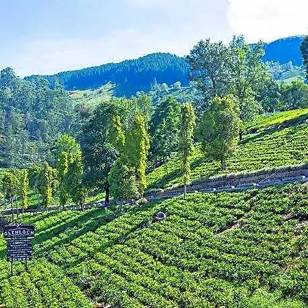 Glenloch Tea Factory Nuwara Eliya