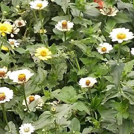Glenfall Guest Nuwara Eliya