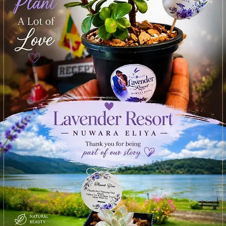 Lavender & Wood Hotel