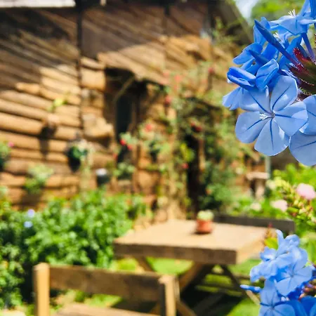 Hotel Celonya Wooden