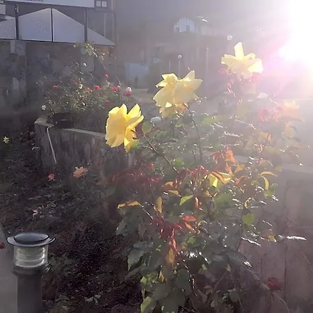 Hotel Daffodils