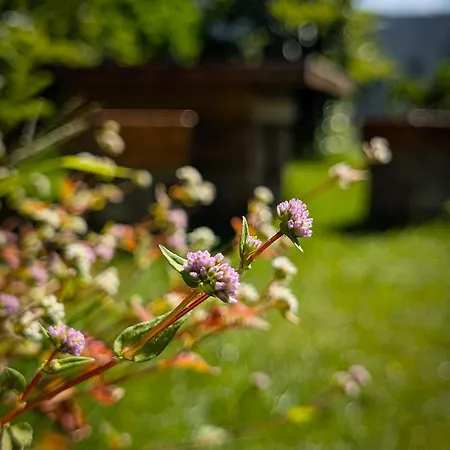 Royal Wattles Boutique Homestay *