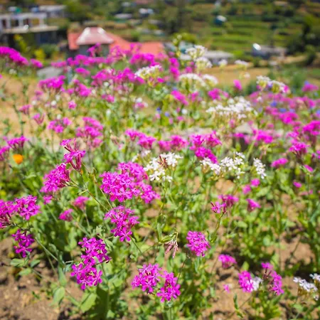 Nature View