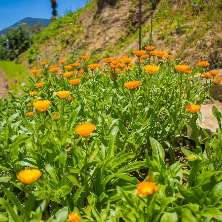 Nature View *