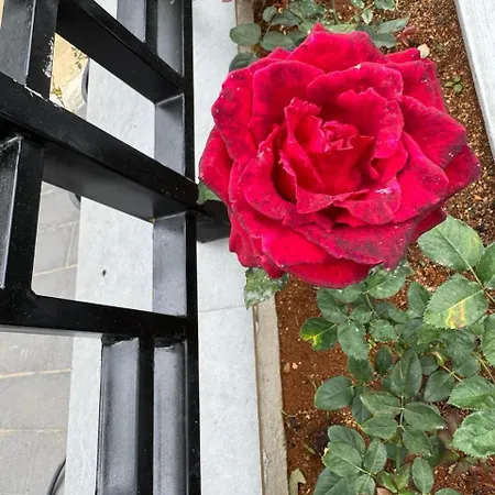 Rosen Burge Nuwaraeliya Nuwara Eliya
