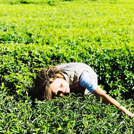 Tea Fields - Free Breakfast, Just 4km From City, Near Gregory Villa