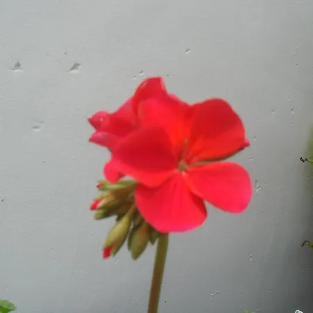 Midky 3* Nuwara Eliya