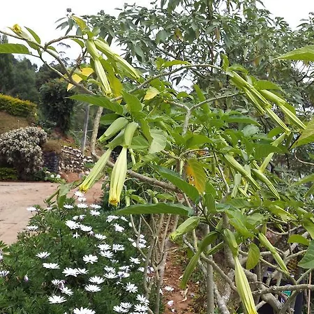 Yoho Spring Garden * Nuwara Eliya