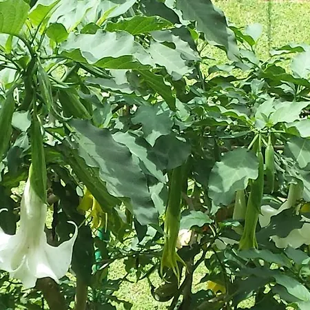 Yoho Spring Garden Bed & Breakfast *