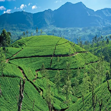 New Tour Nuwara Eliya
