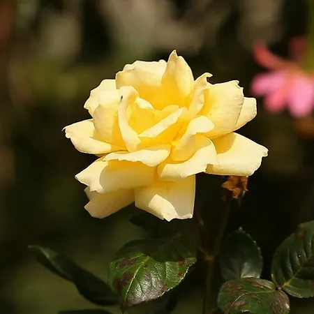 Senani Colonial Nuwara Eliya