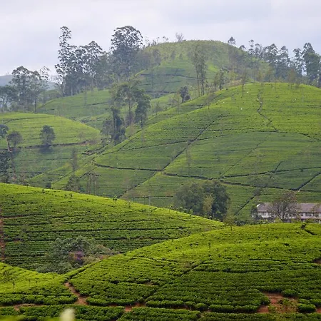 Jungle View Nuwaraeliya