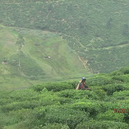 Tea Garden